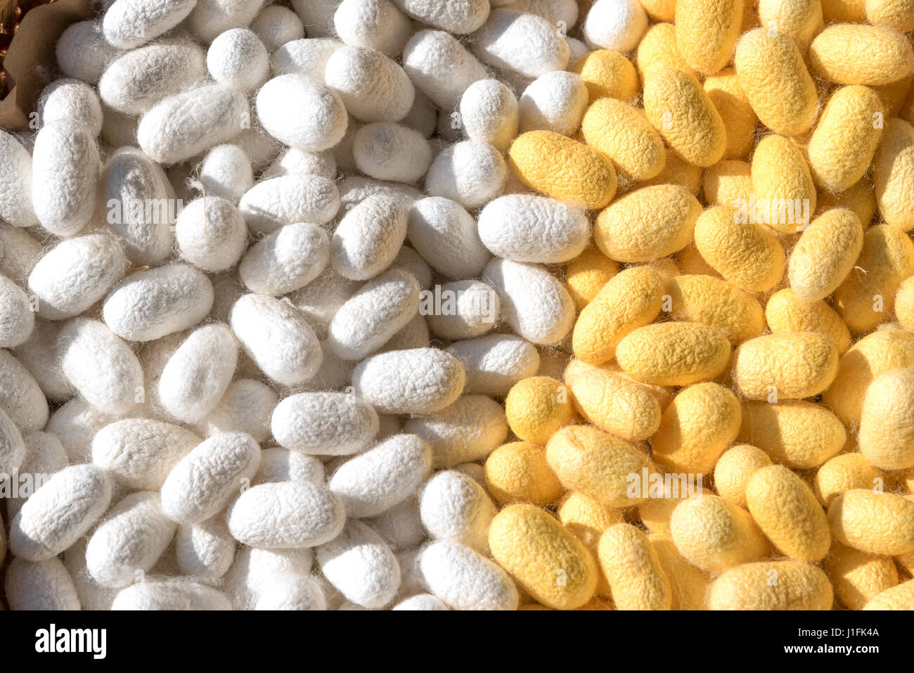 white and yellow silkworm cocoon in thailand Stock Photo