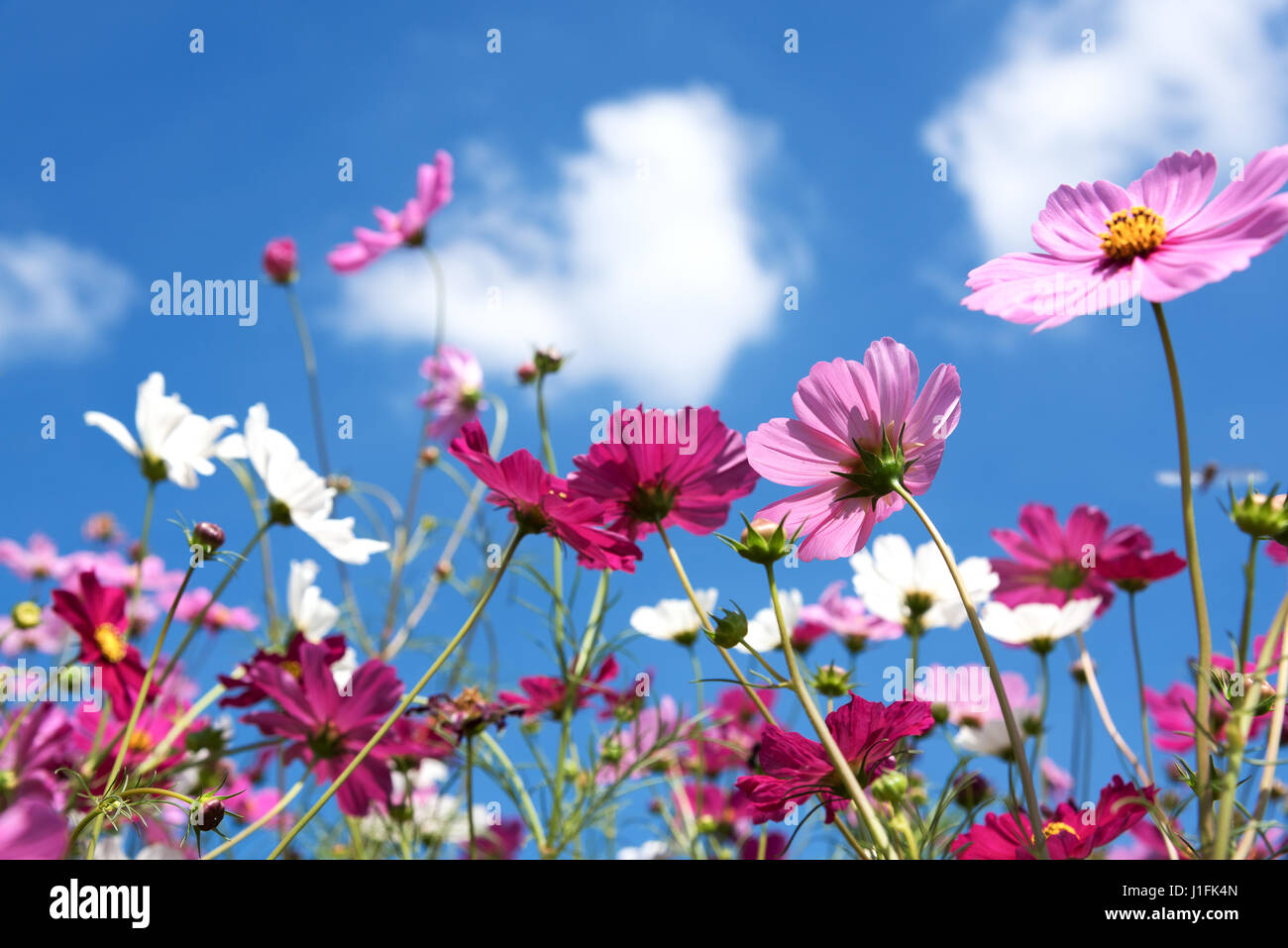 cosmos flowers field with blue sky and cloud background Stock Photo - Alamy