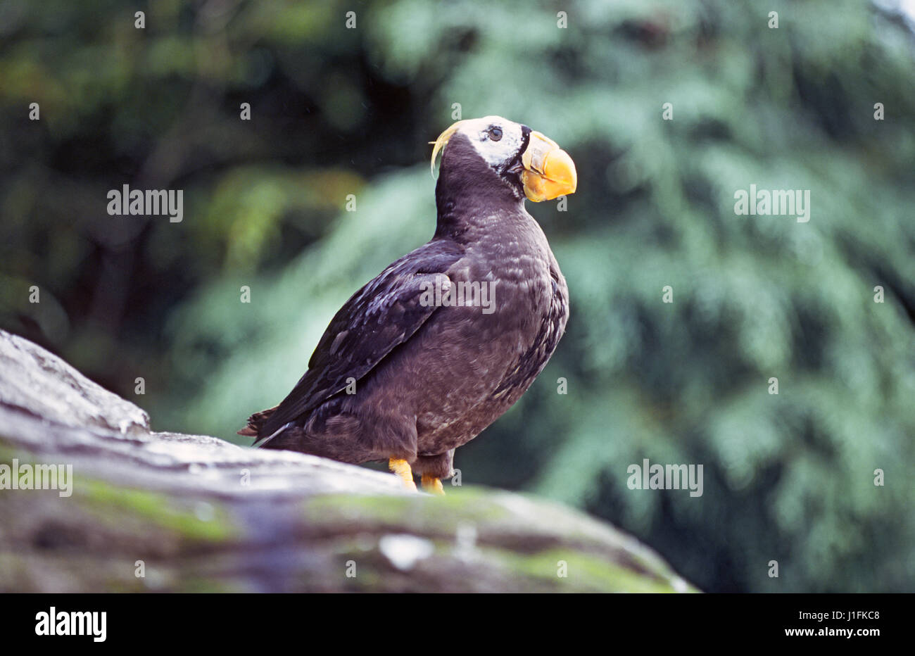The  tufted puffin, also known as crested puffin,  Fratercula cirrhata,  is a relatively abundant medium-sized pelagic seabird in the auk family found throughout the North Pacific Ocean. This one was in Bandon, Oregon Stock Photo