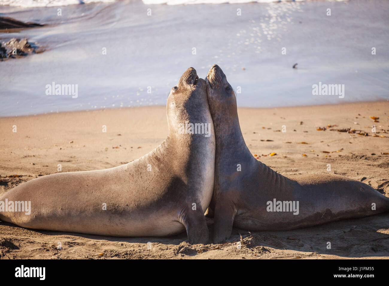 young elephant seals sparring, Piedras Blancas Elephant Seal Rookery, San Simeon, California Stock Photo