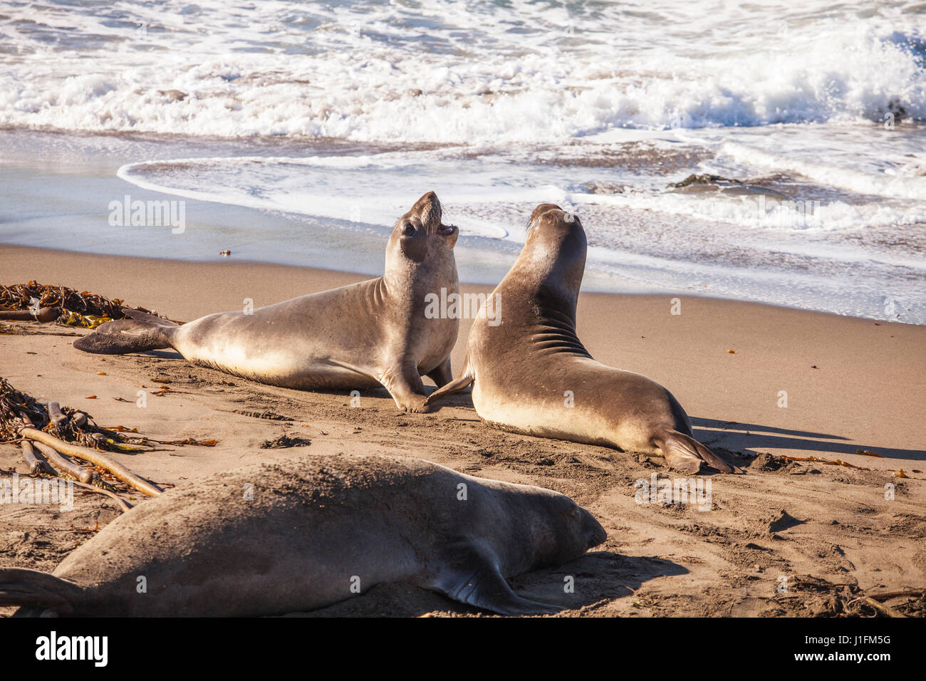 young elephant seals sparring, Piedras Blancas Elephant Seal Rookery, San Simeon, California Stock Photo