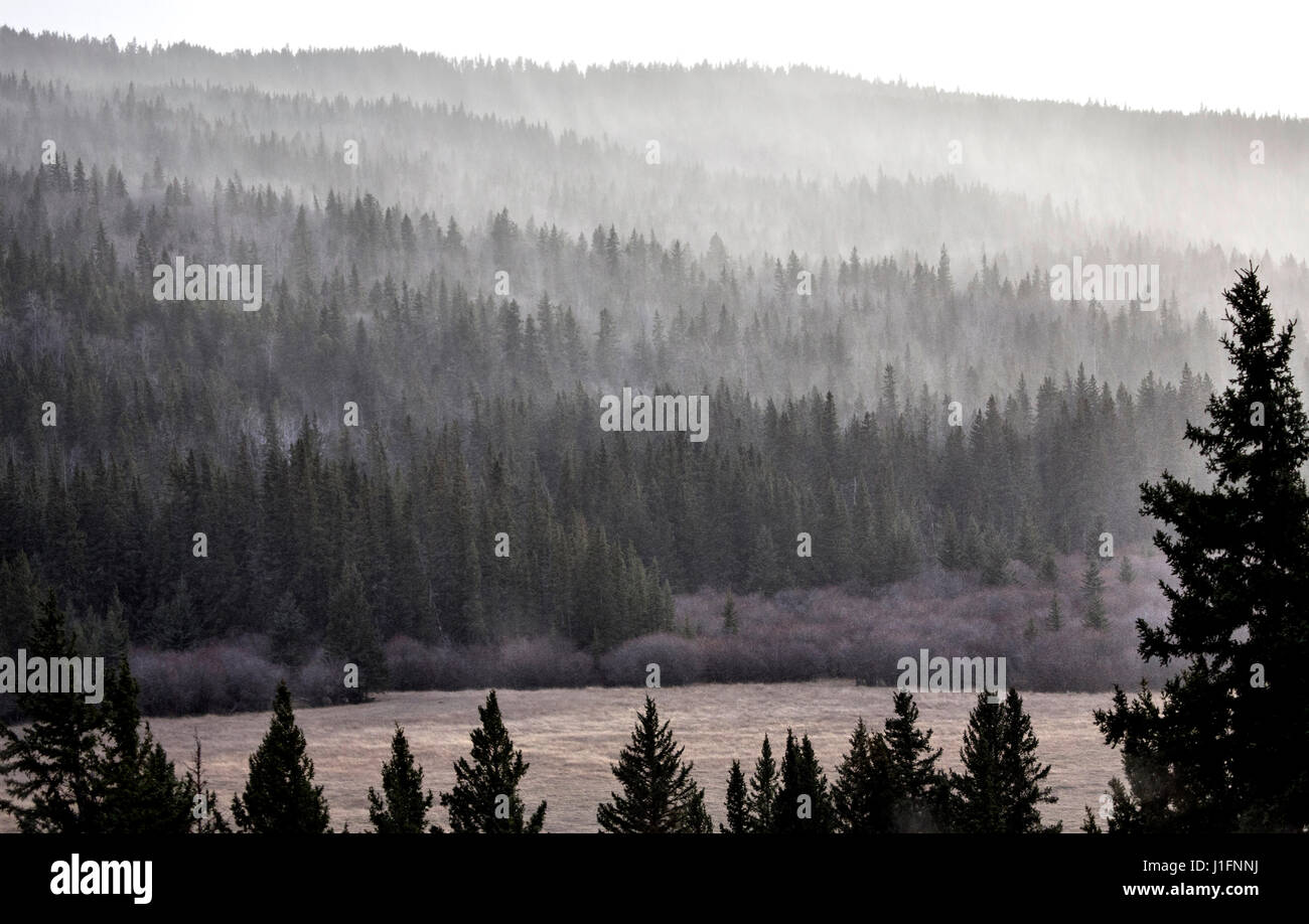 Cypress Hills Alberta Saskatchewan in the hills Alberta Stock Photo Alamy