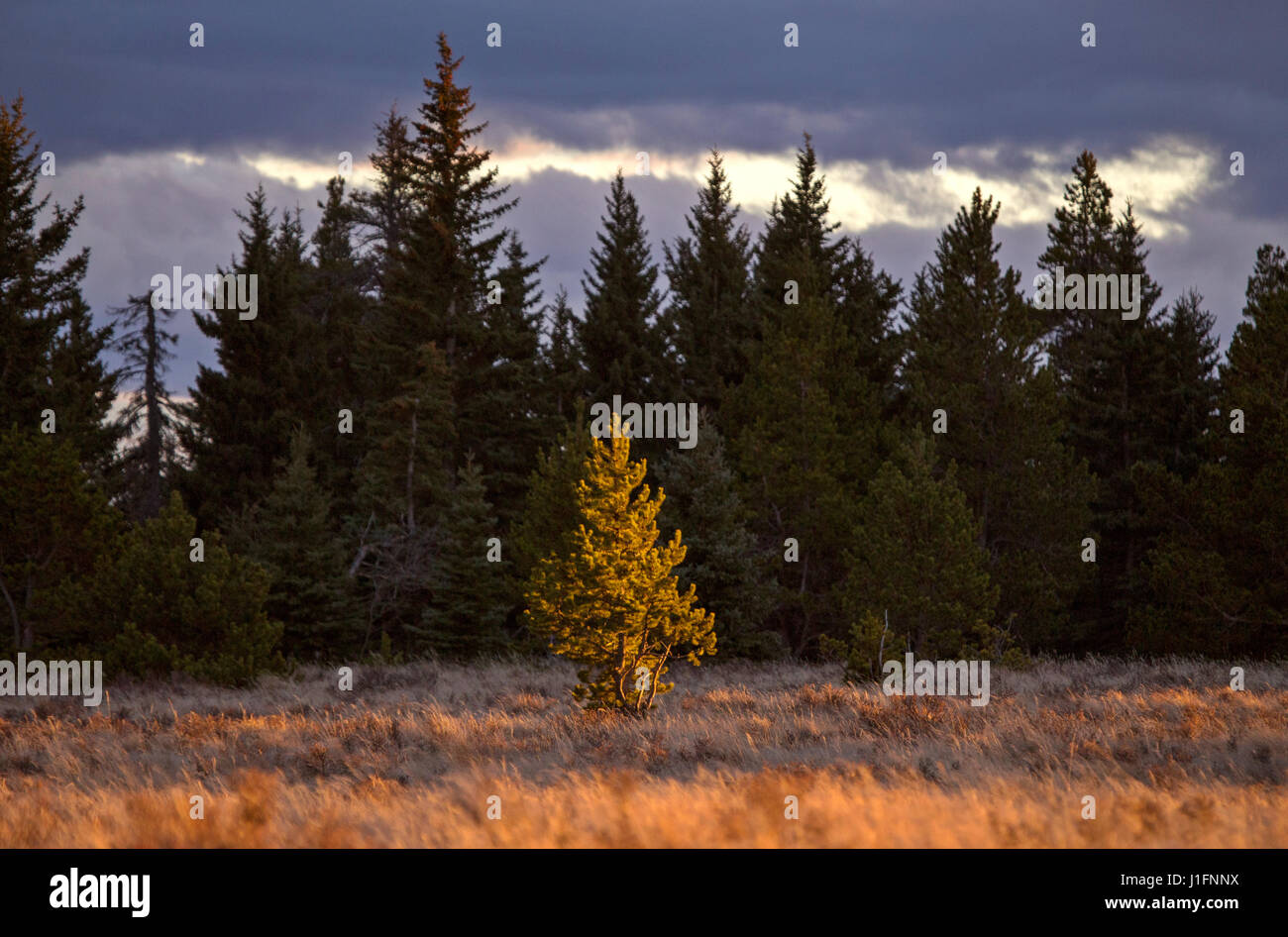 Cypress Hills Alberta Saskatchewan in the hills Alberta Stock Photo Alamy