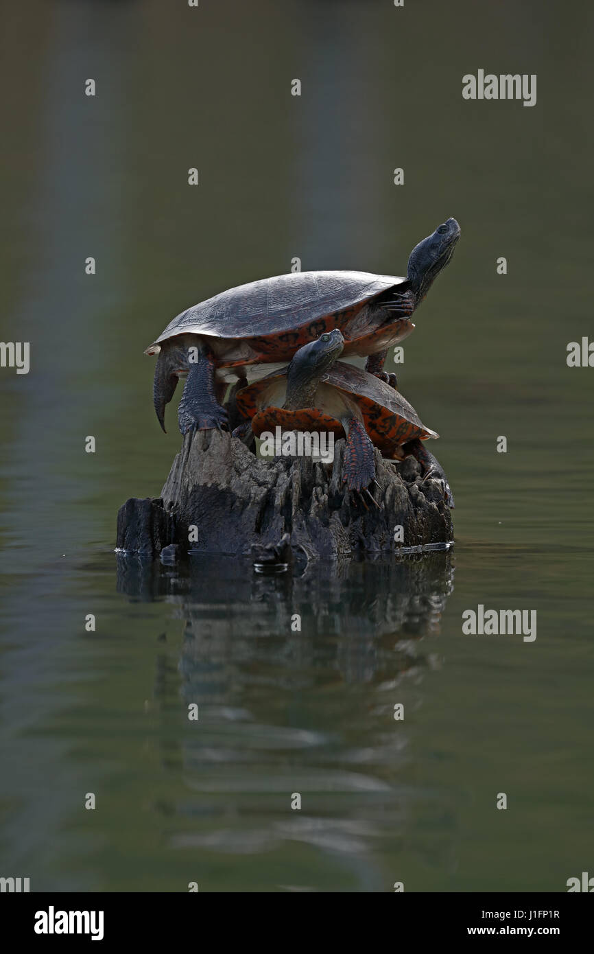 northern red-bellied turtle (Pseudemys rubriventris), Maryland Stock Photo