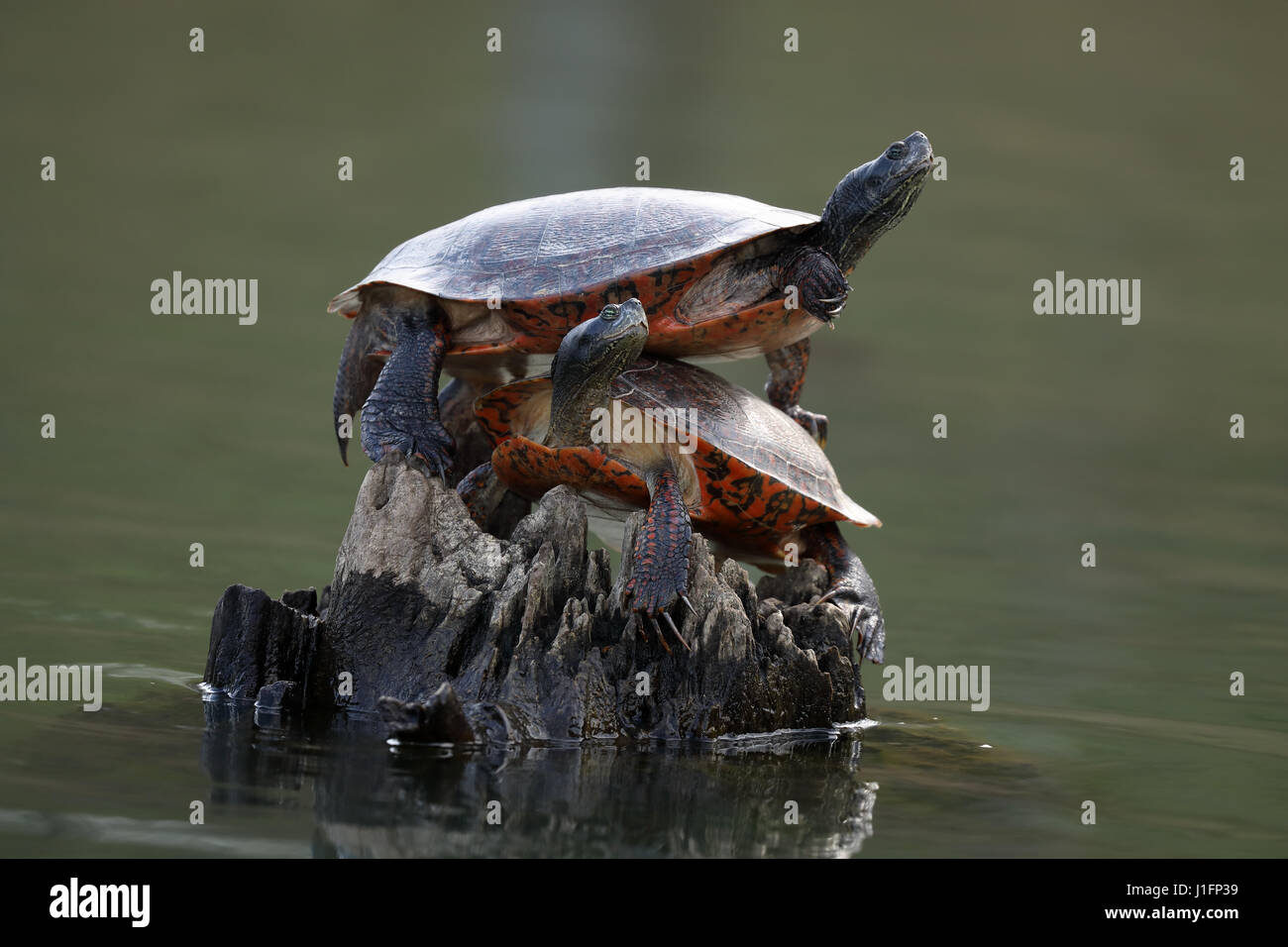 Northern red-bellied cooter. Pseudemys rubriventris, Basking. Maryland Stock Photo