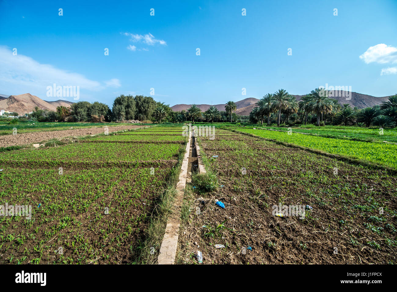 Fields at date farm in Birkat Al Mouz in Oman Stock Photo