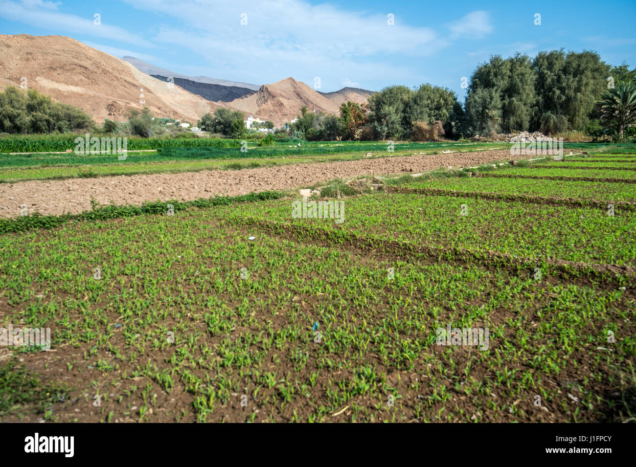 Farming fields at Birkat Al Mouz in Oman Stock Photo