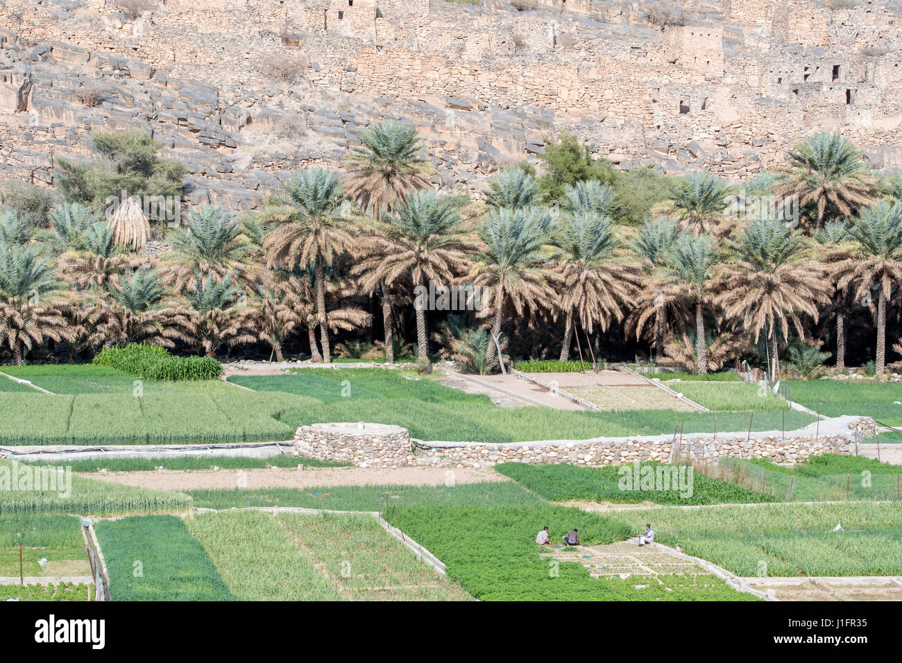 Oman; Wadi Ghul, Date farm Stock Photo Alamy