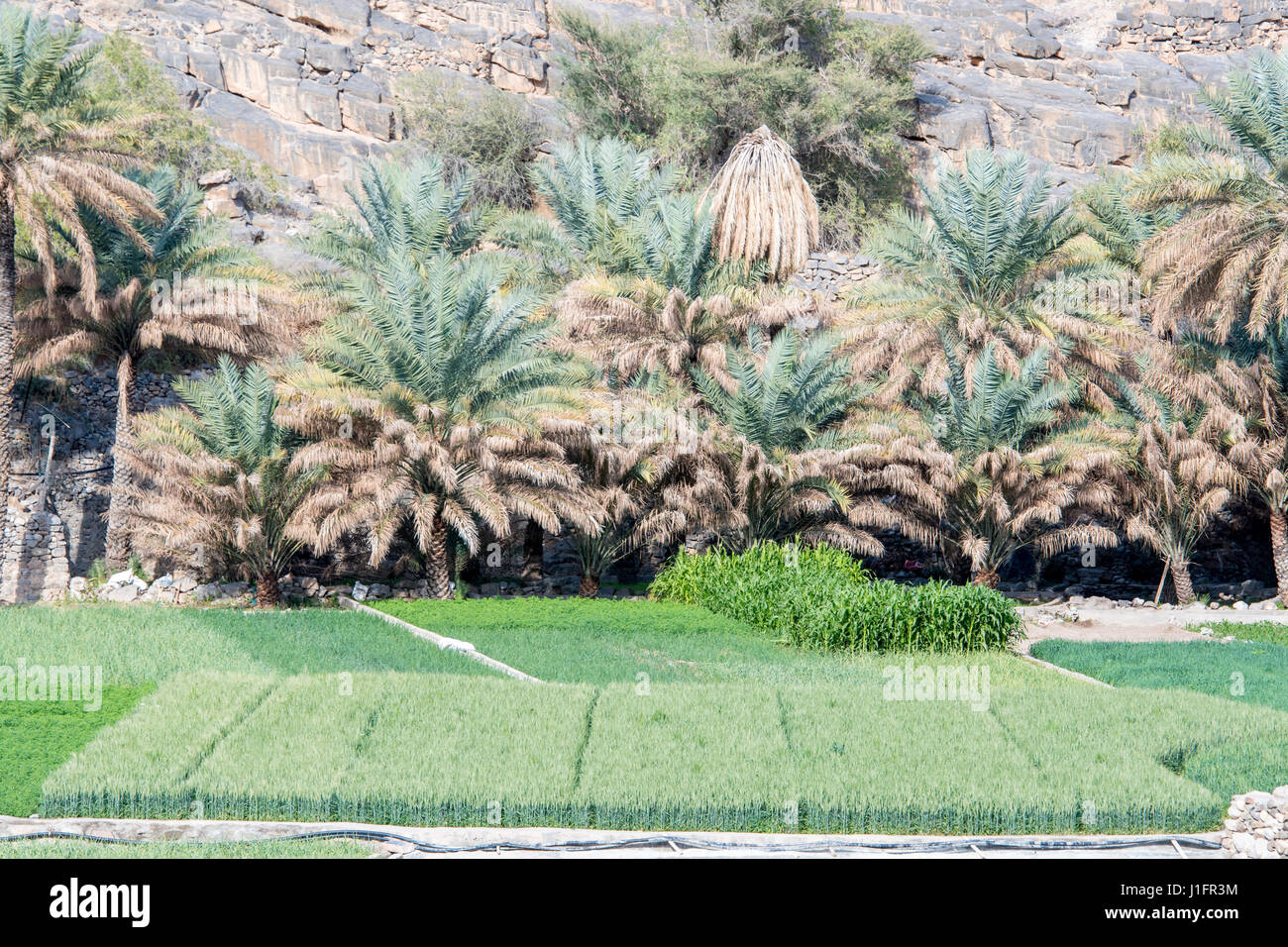 Oman; Wadi Ghul, Date farm Stock Photo Alamy