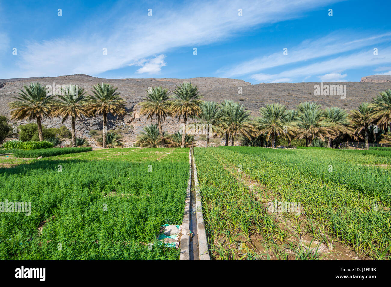 Oman; Wadi Ghul, Date farm Stock Photo Alamy