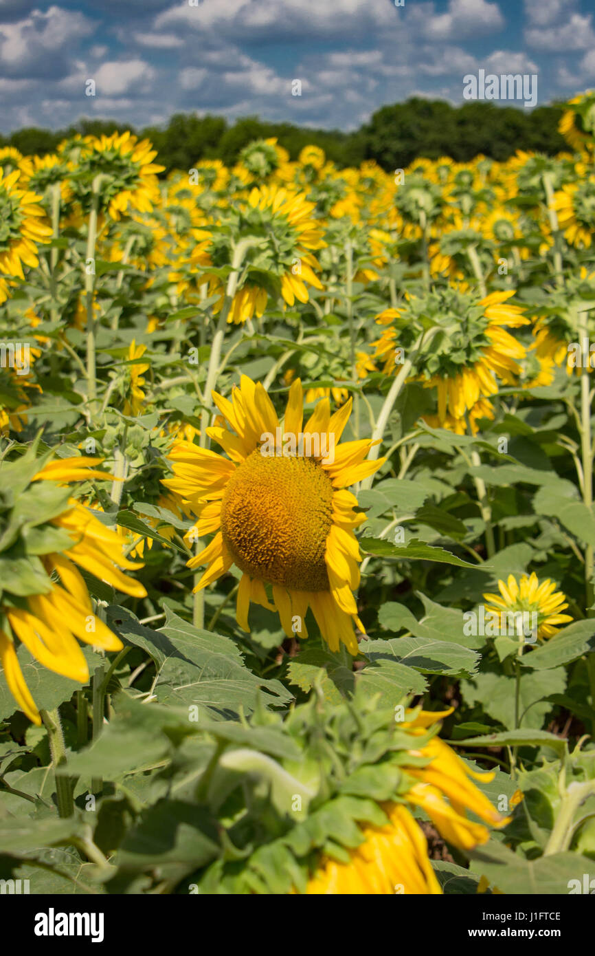 Sunflower Patch with blue sky and white clouds background Stock Photo