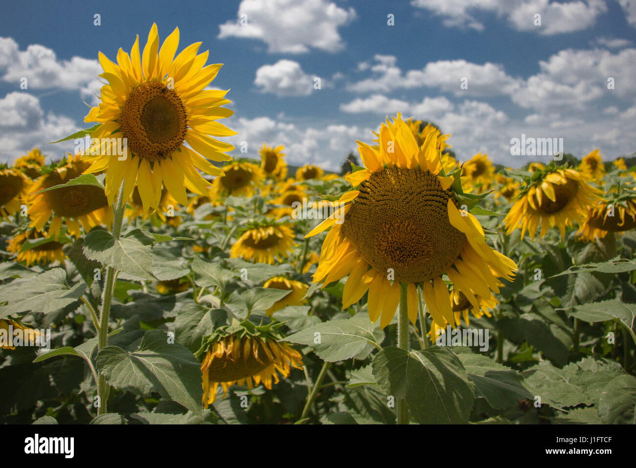 Sunflower Patch with blue sky and white clouds background Stock Photo