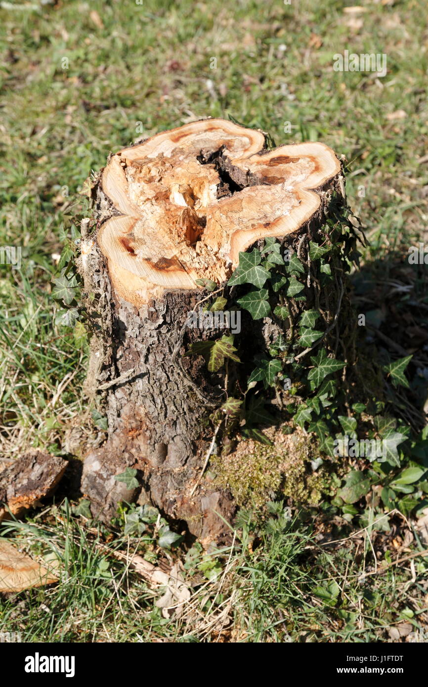 Baumstumpf, abgesägter Stamm von einem Apfelbaum mit Efeu bewachsen Stock Photo