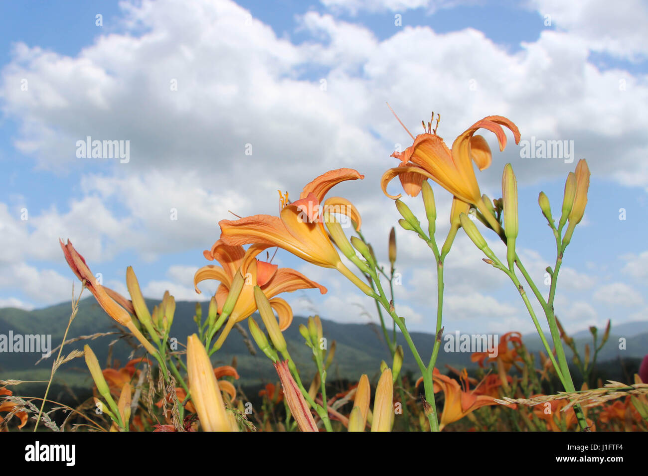 Field of Lillies with Blue Sky and White Clouds in Background Stock Photo