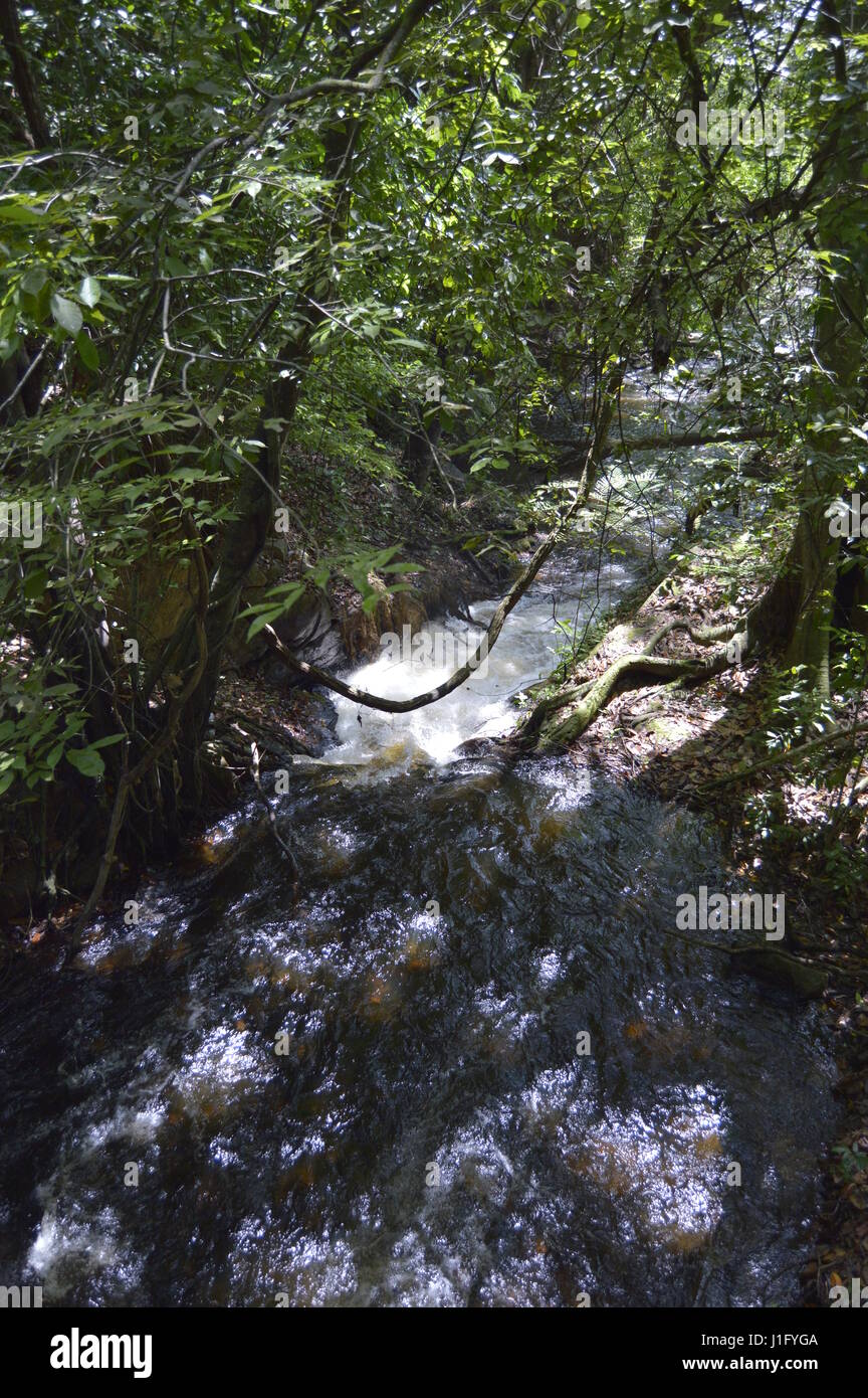 Rainforest at Llovizna Park, Venezuela Stock Photo