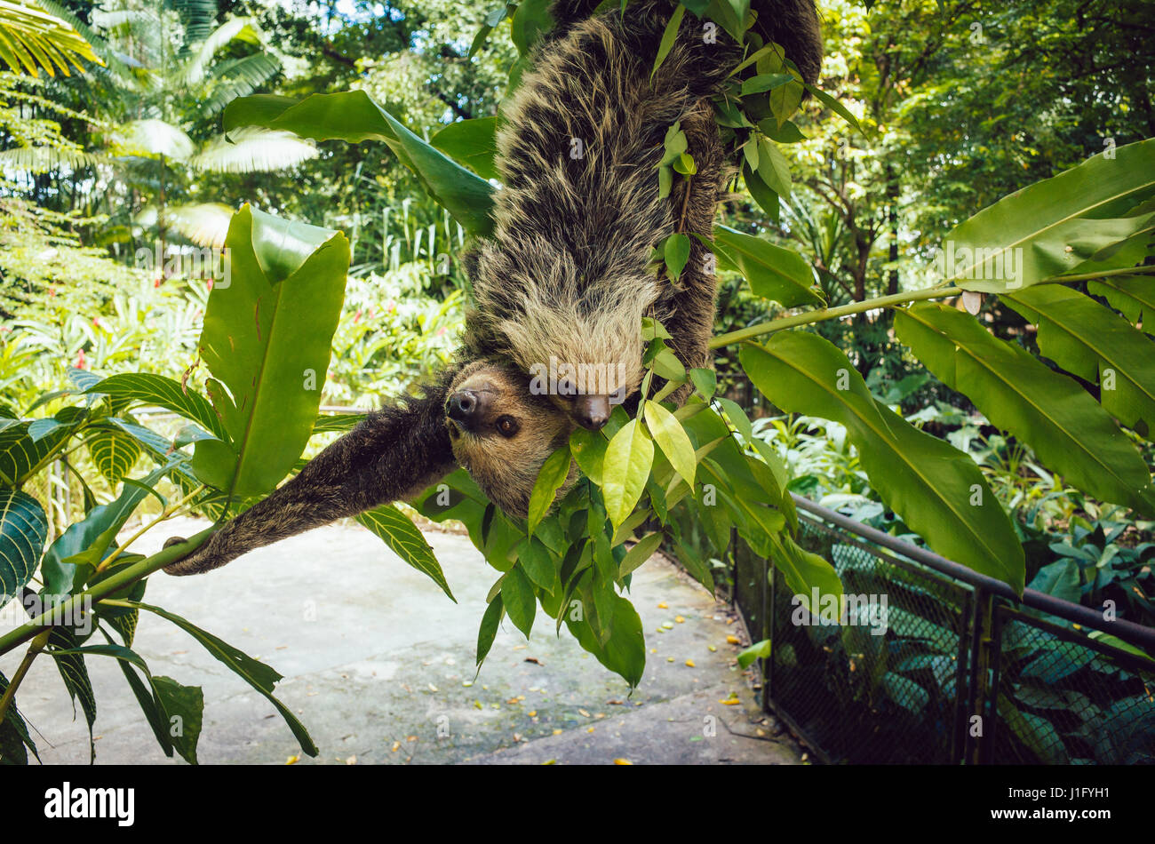 a mother sloth and her baby are hanging from a tree in Belém, Pará, Brazil Stock Photo