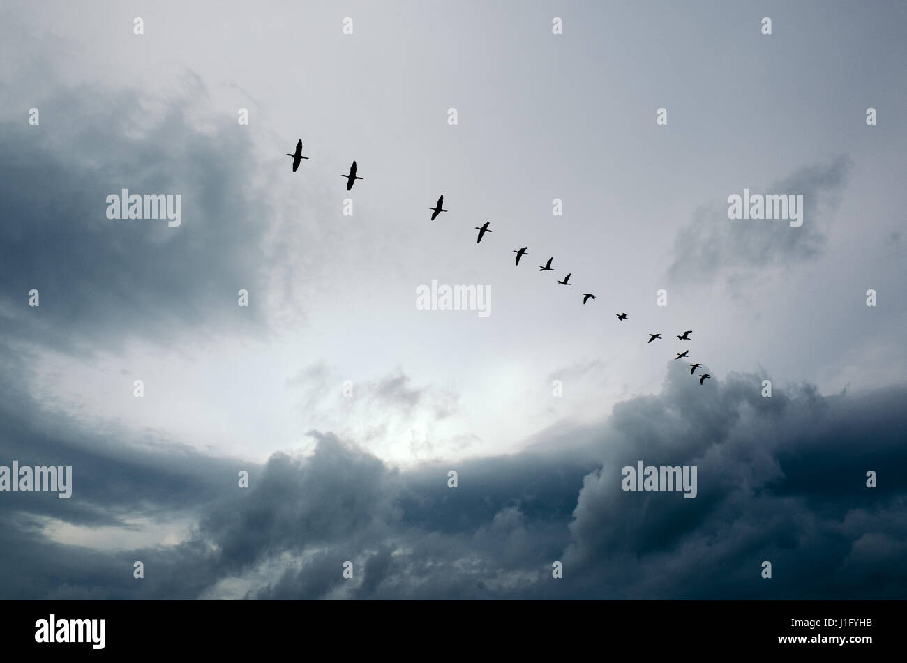 Birds in heaven hi-res stock photography and images - Alamy