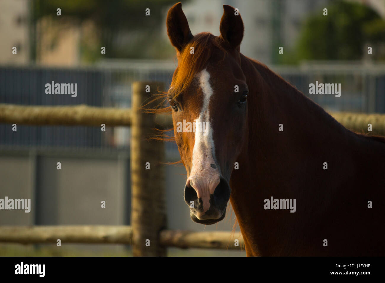 Bay arabian horse close-up Stock Photo