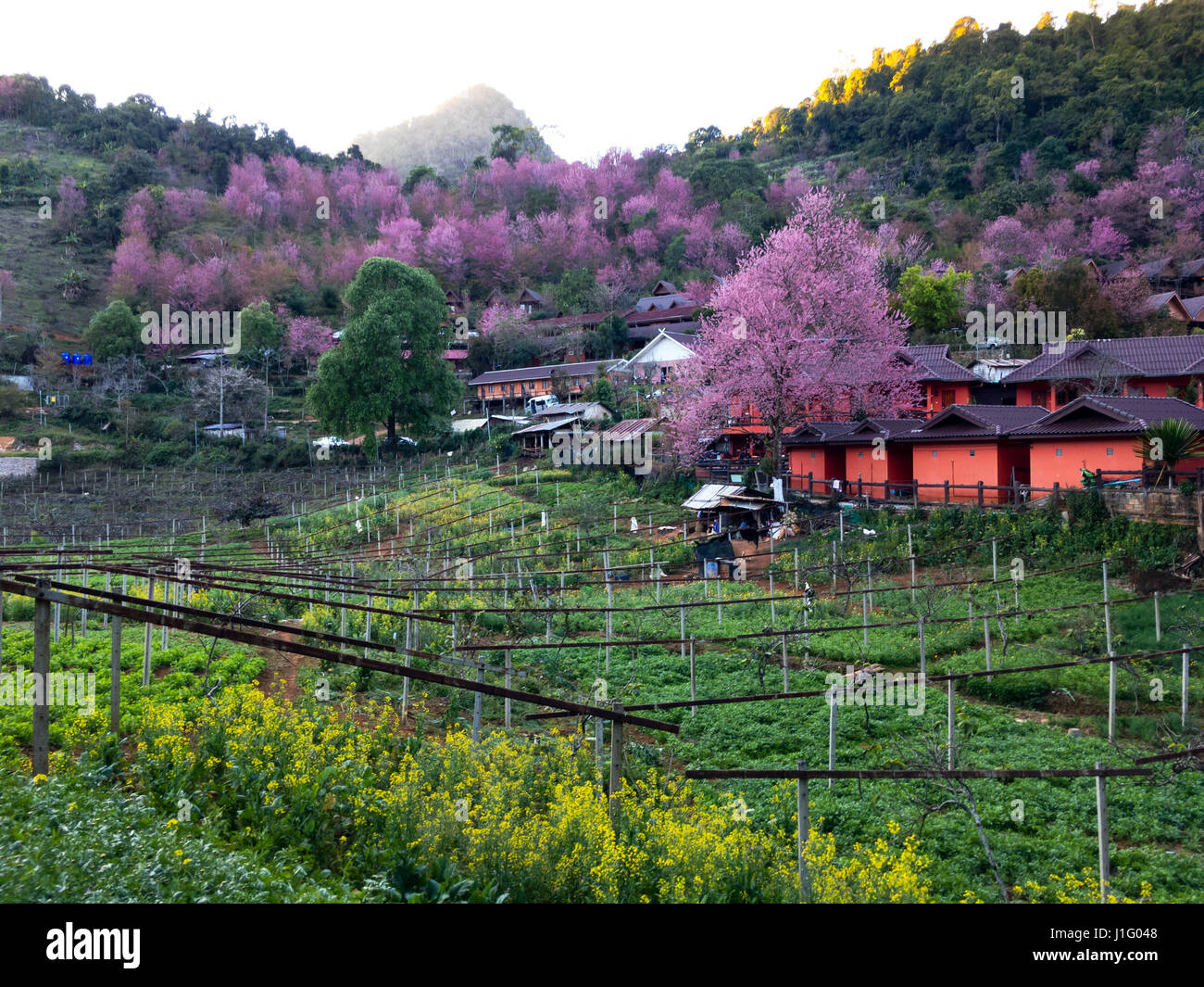 Sakura Or Cherry Blossom At Doi Ang Khang In Chiang Mai Thailand Stock Photo Alamy