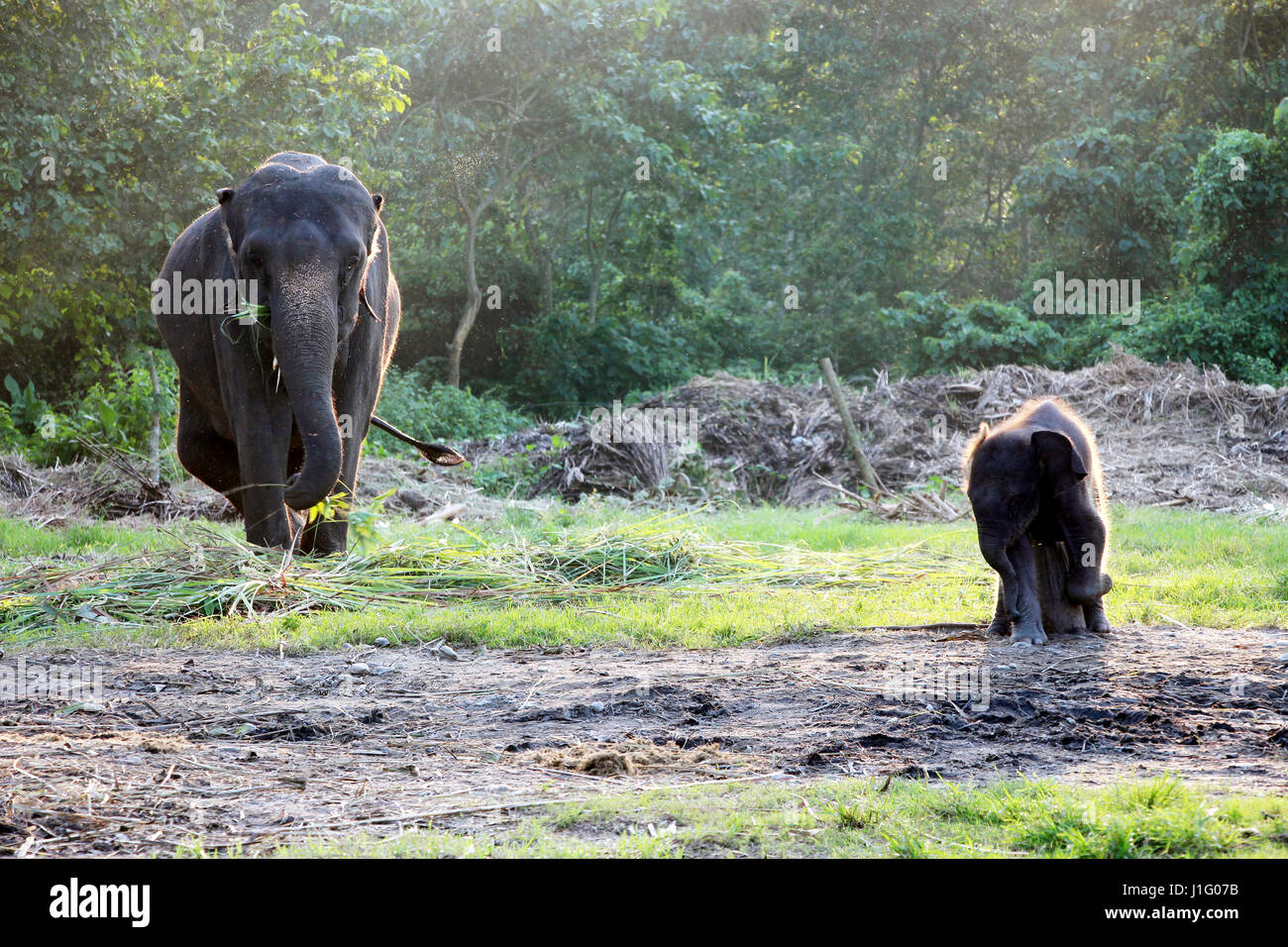 Mothers love. Elephant with her kid Stock Photo Alamy