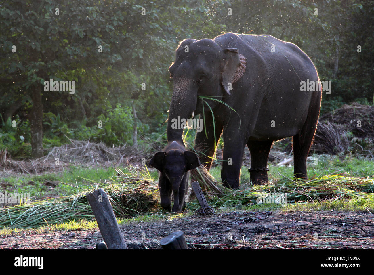 Mothers love. Elephant with her kid Stock Photo Alamy