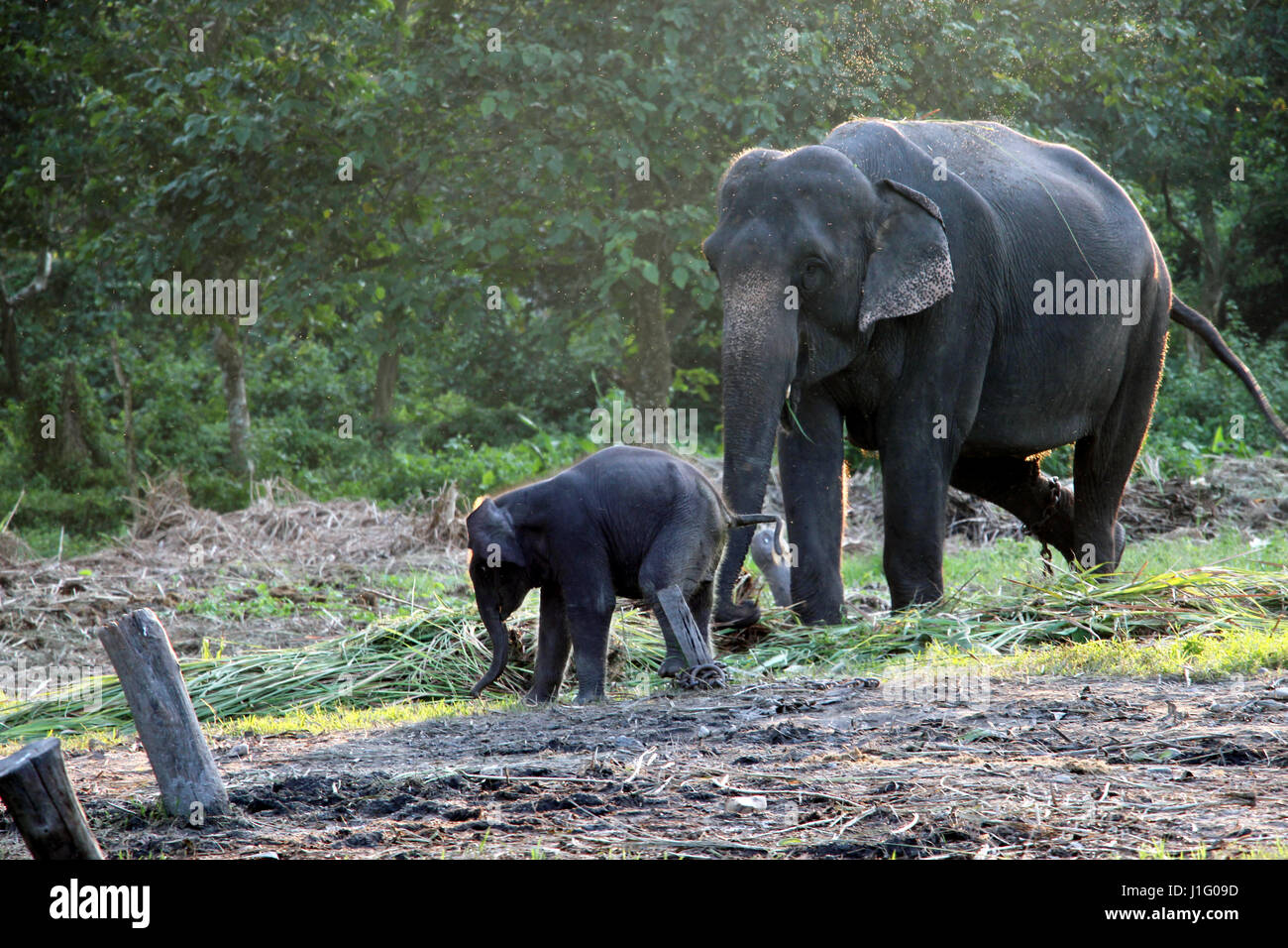 Mothers love. Elephant with her kid Stock Photo Alamy