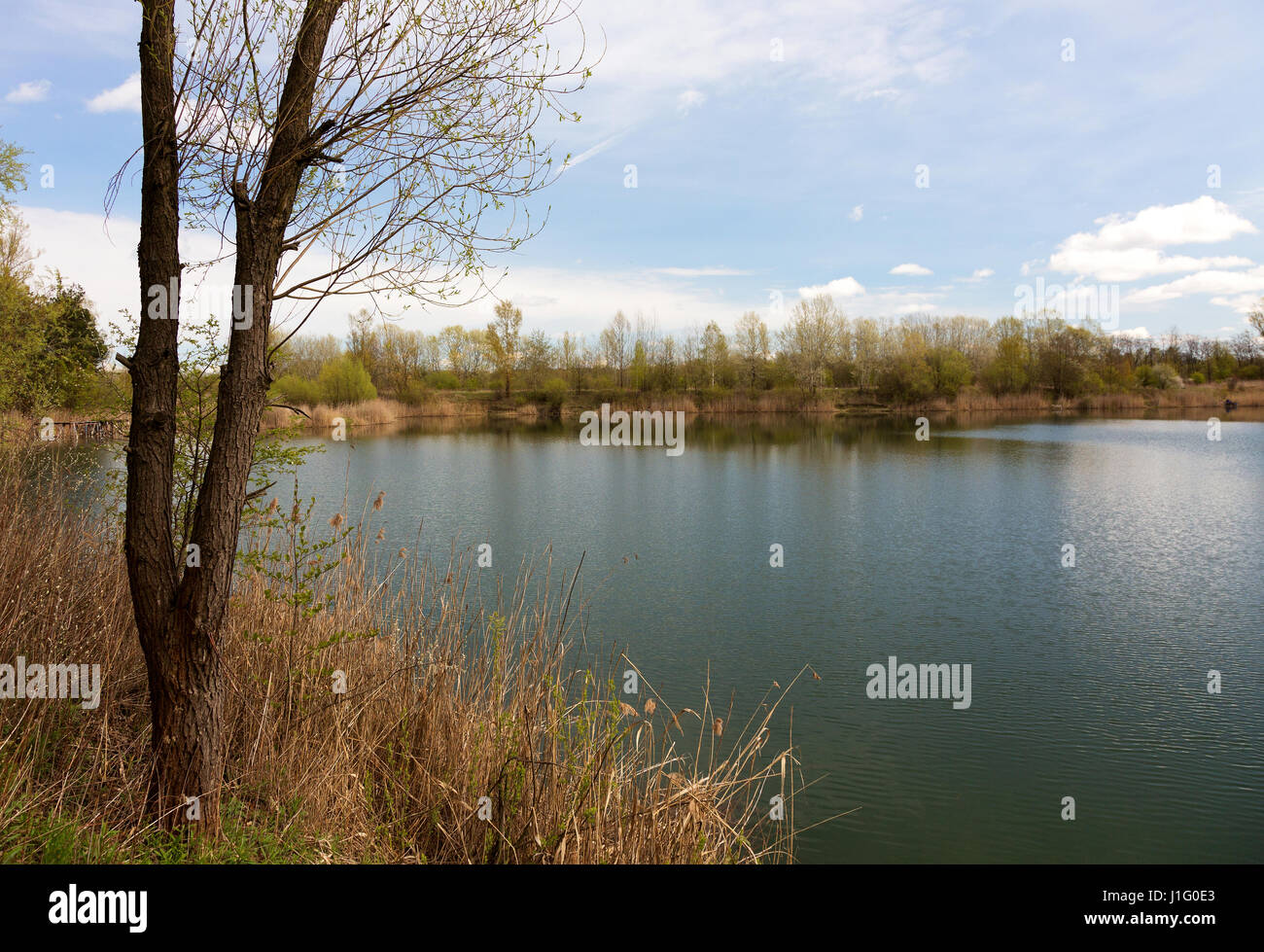 Coastal scrub, dry reed and tree on the banks of a pond, early spring in a beautiful, sunny day with white clouds against the blue sky. Poland ,april Stock Photo