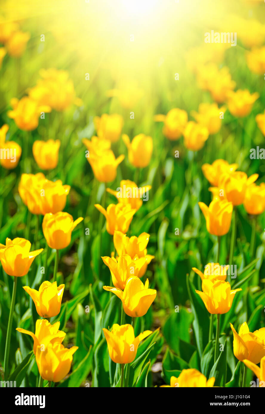 Many tulips in the garden and sun Stock Photo - Alamy
