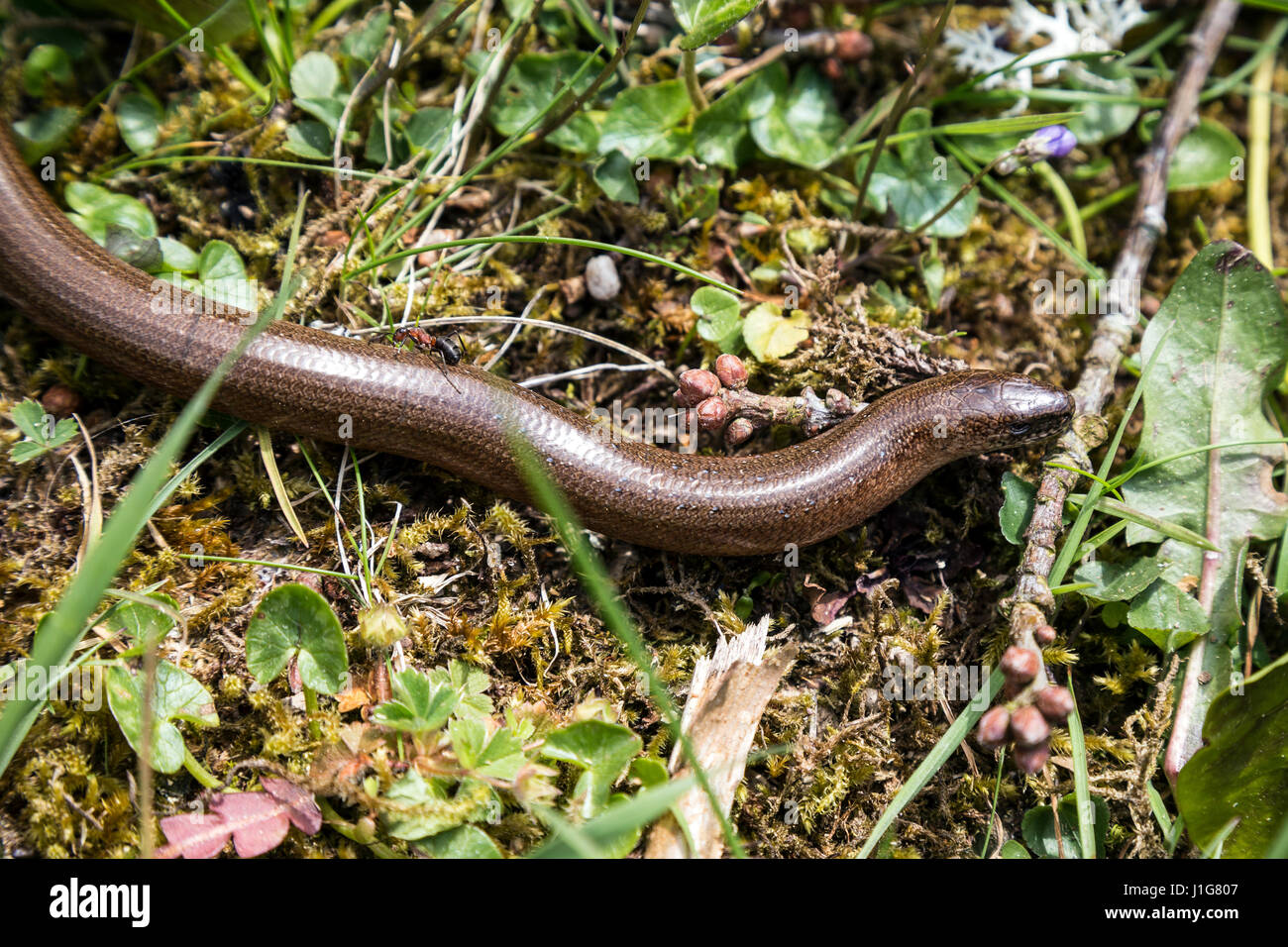 Slow-worm with ant in woodland setting, Anguis fragilis,The Anguis fragilis, or slow worm, is a limbless lizard native to Eurasia. blindworm.legless Stock Photo