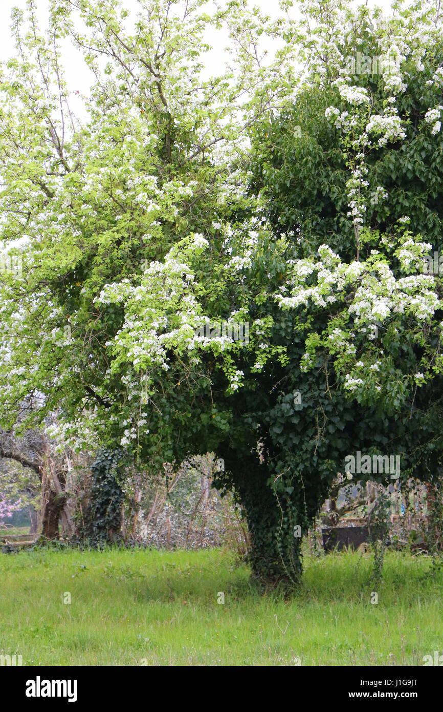 Basswood or Linden Tree in Bloom Stock Photo