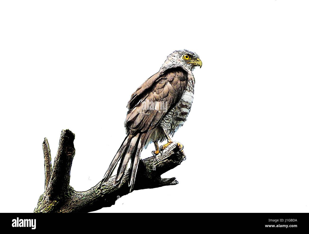 Eagle on dead tree branch over white Stock Photo - Alamy