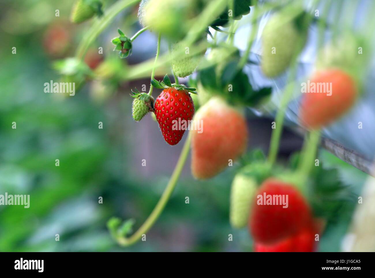 Strawberry ready for picking Stock Photo - Alamy