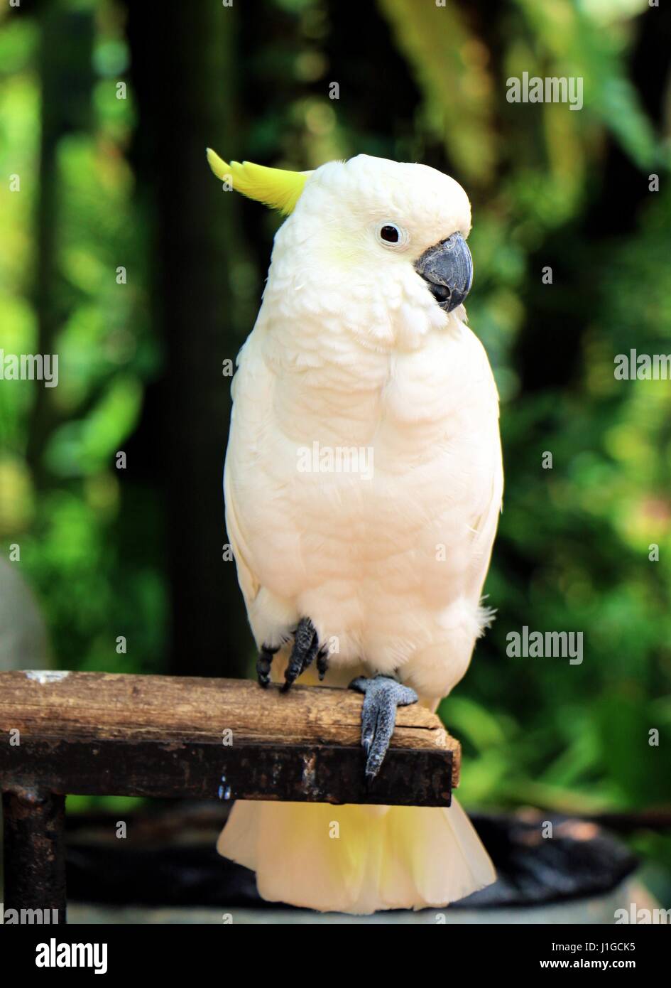 White parrot sitting on wood Stock Photo