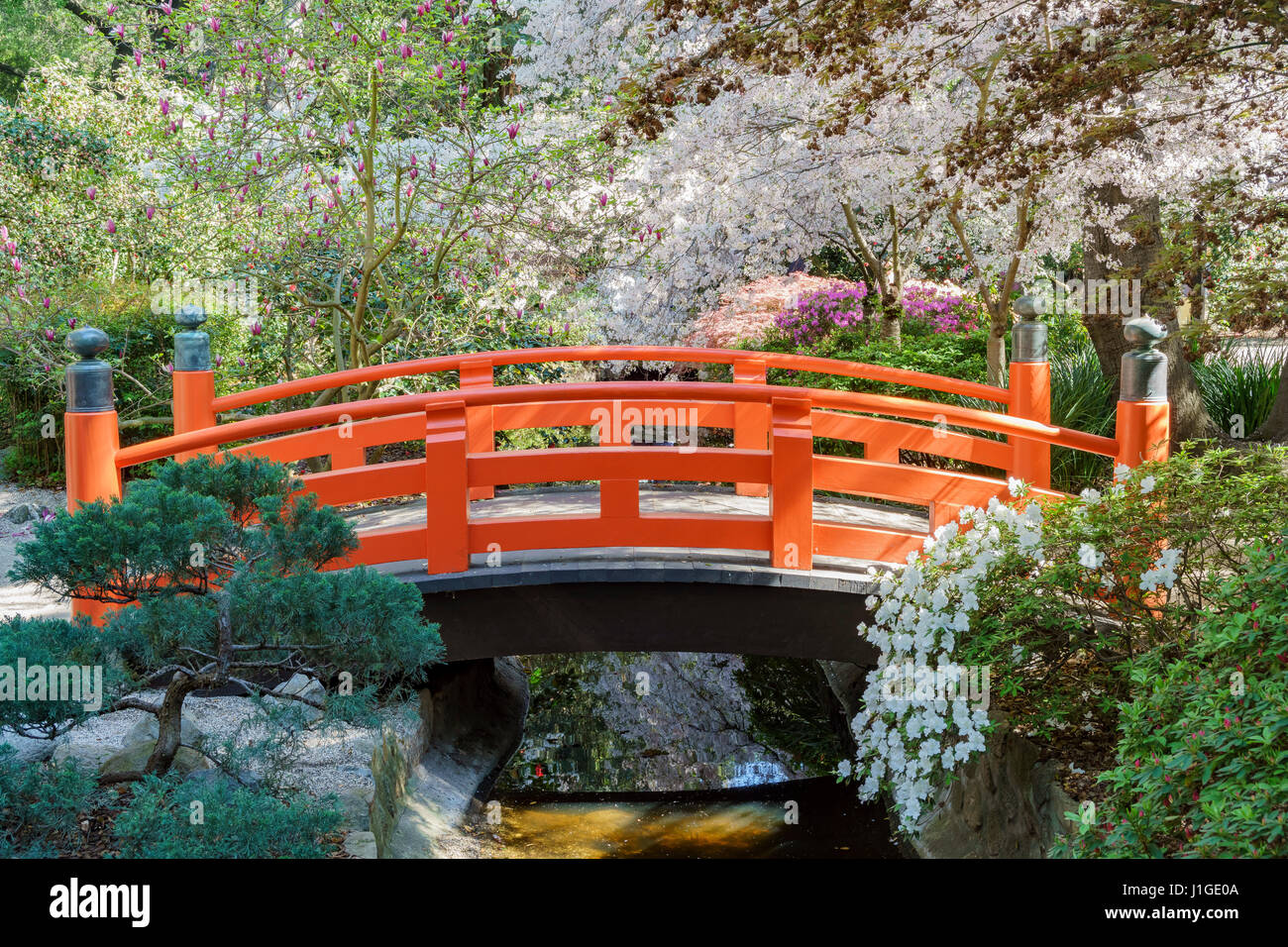 Beautiful cherry blossom at Japanese Garden of Descanso Garden, Los Angeles, California Stock Photo