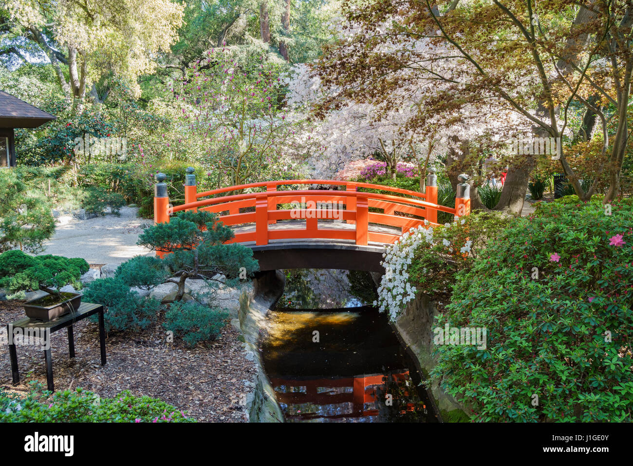 Beautiful cherry blossom at Japanese Garden of Descanso Garden, Los Angeles, California Stock Photo