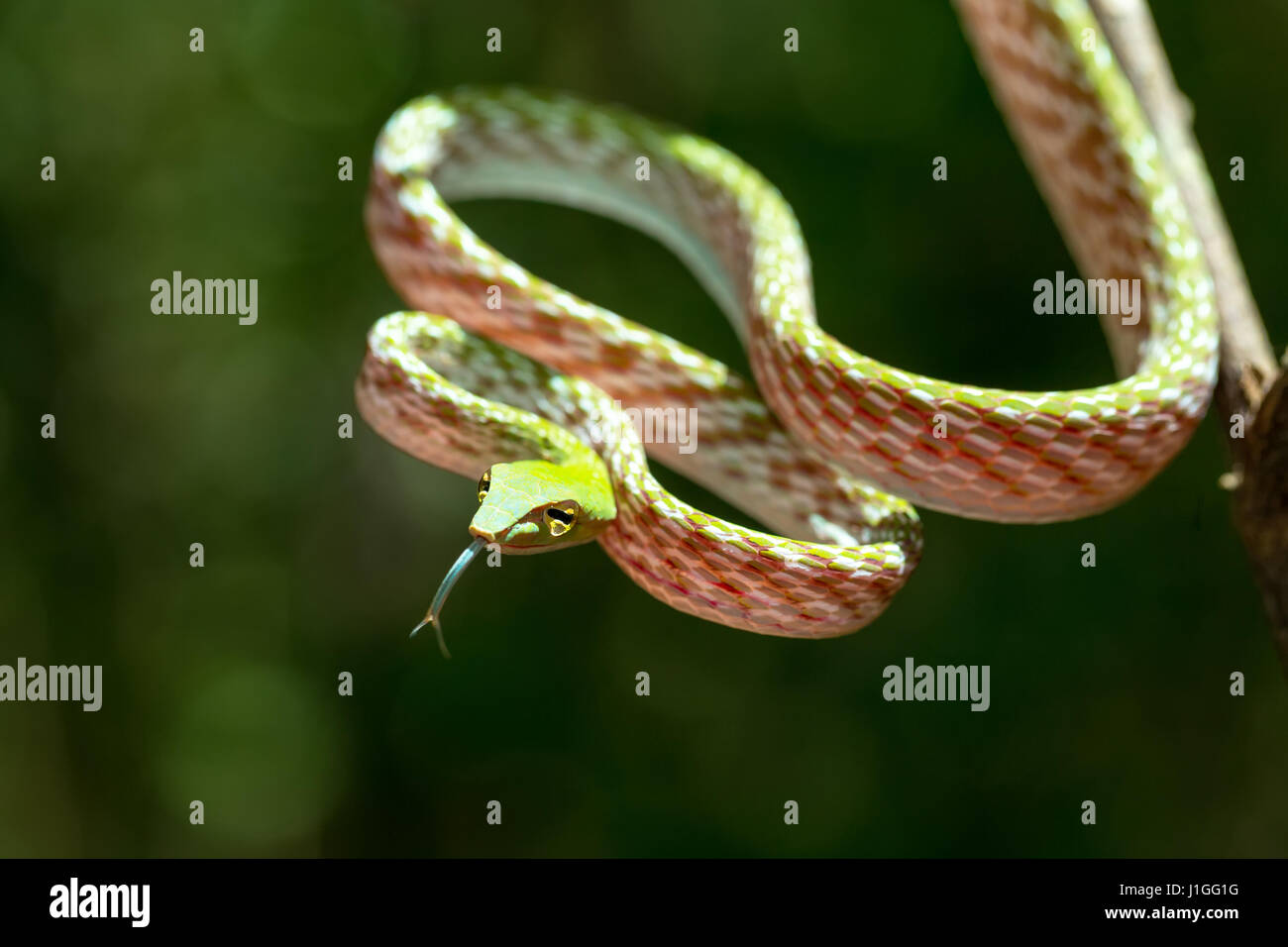 Oriental Whipsnake, Asian Vine green Snake (Ahaetulla prasina) Tangkoko Nature Reserve in North Sulawesi, Indonesia wildlife Stock Photo