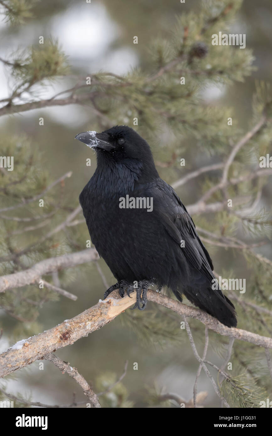 Common Raven / Kolkrabe ( Corvus corax ) in winter, perched in a conifer tree, with snow at its beak, Yellowstone area, Montana, USA. Stock Photo