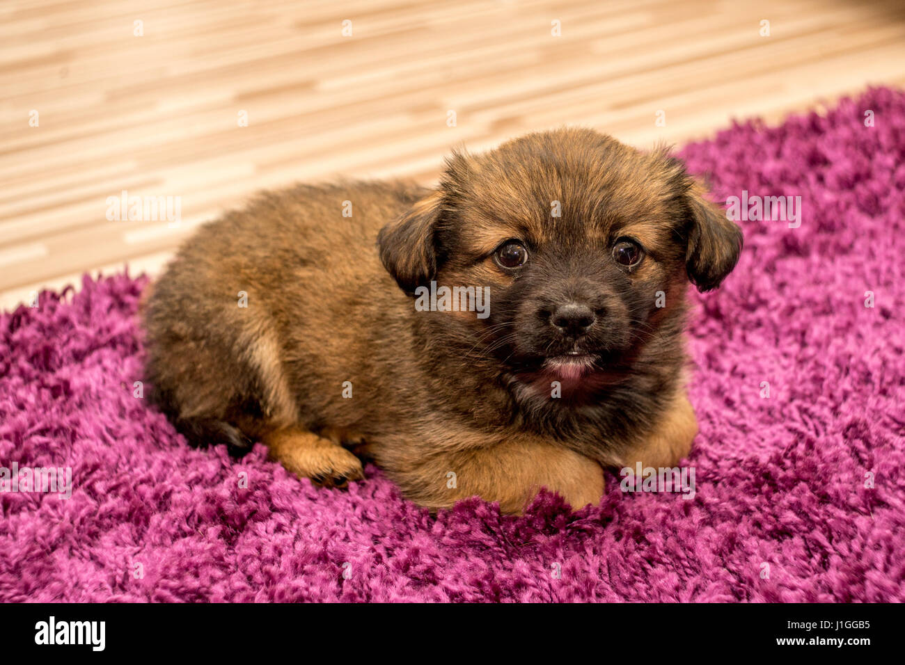 Cute Pekingese puppy lie down on red carpet, 2 months old Stock Photo