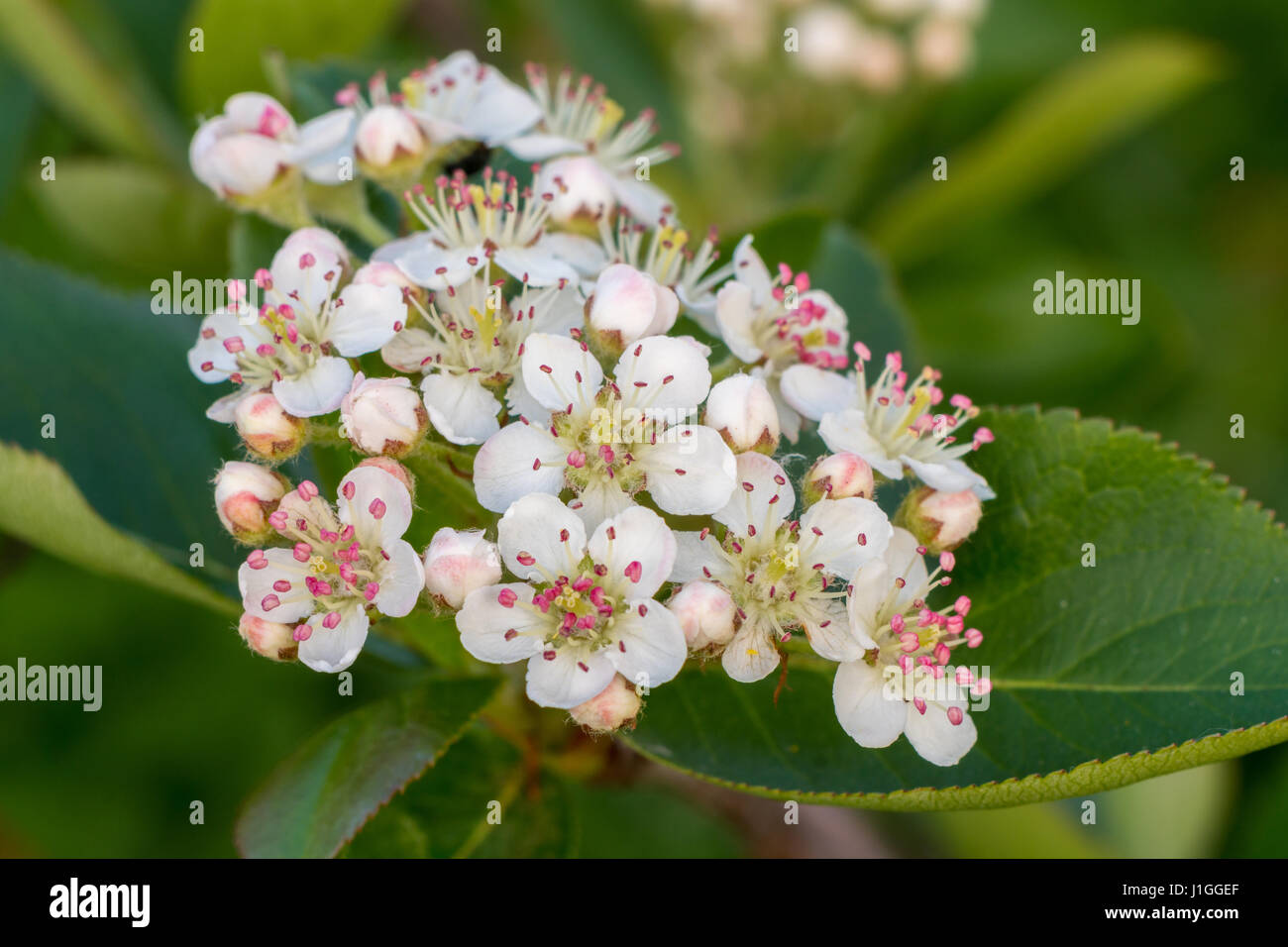 Aronia melanocarpa flowers and leaves Stock Photo
