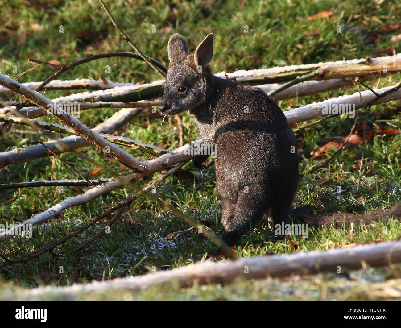 Baby Swamp Wallaby joey (Wallabia bicolor). A.k.a. Black Pademelon or