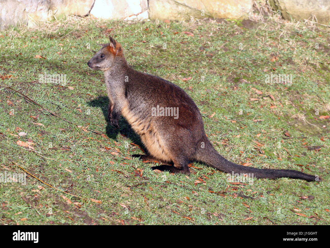 East Australian Swamp Wallaby (Wallabia bicolor), also Black Pademelon or Black-tailed Wallaby Stock Photo