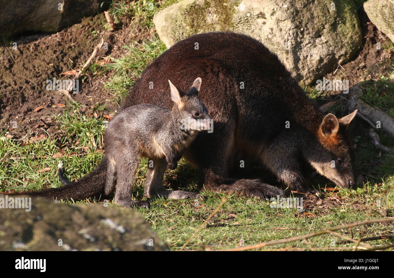 Baby Swamp Wallaby joey (Wallabia bicolor) feeding with his mother. A.k.a. Black Pademelon or East Australian Black-tailed Wallaby Stock Photo