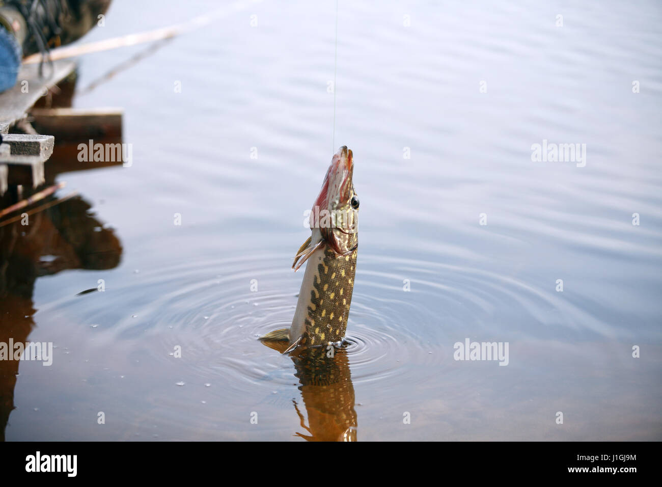 Small Fish Hanging On Fishing Line Stock Photo 1857386416