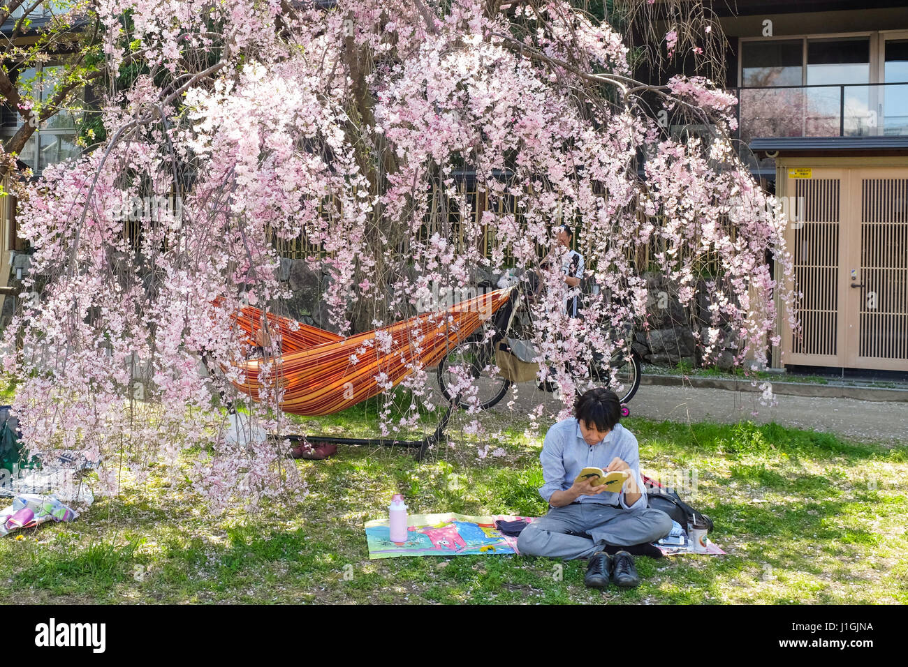 A man relaxes under a cherry blossom tree in Kyoto, Japan, during the 'sakura' season in 2017. Stock Photo