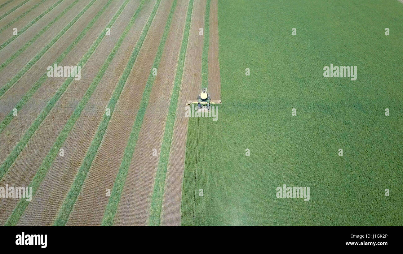 Combine harvester in a green field -  Aerial image Stock Photo