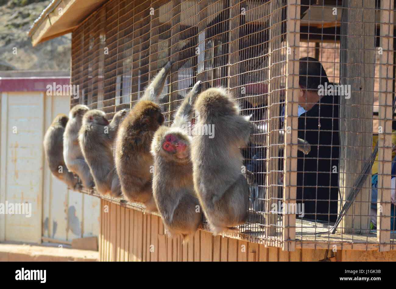 Iwatayama Monkey Park in Arashiyama, Kyoto, Japan Stock Photo Alamy