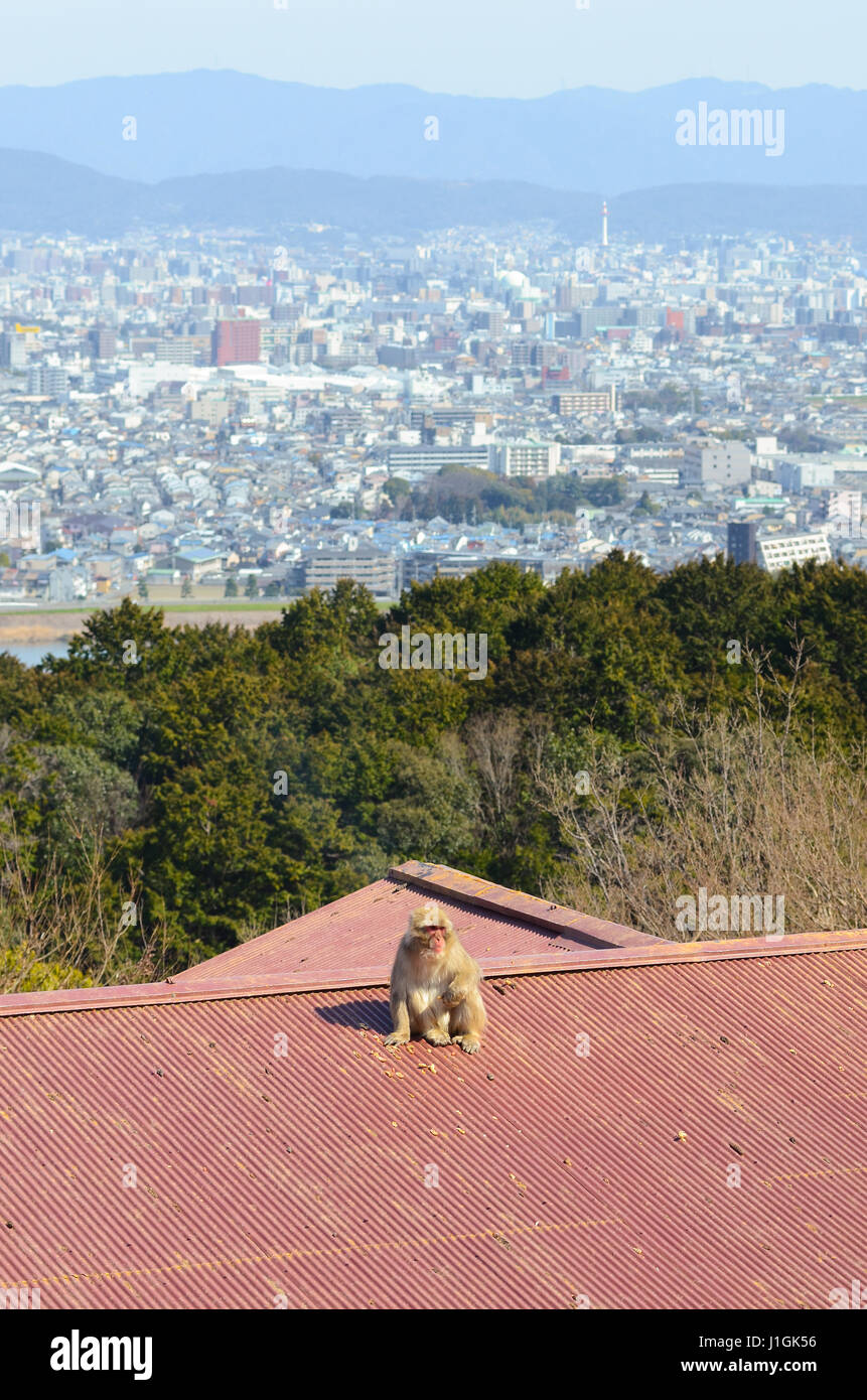 Iwatayama Monkey Park in Arashiyama, Kyoto, Japan Stock Photo Alamy