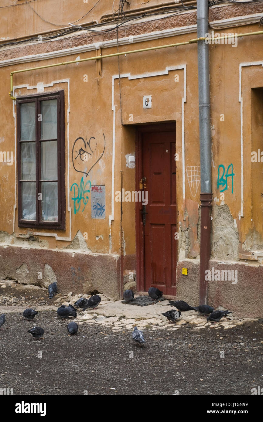 Old residential building facade with crumbling concrete and graffiti on wall and pigeons - Columbidae in front of the entrance door, Brasov, Romania Stock Photo
