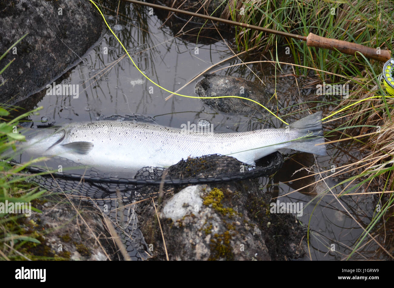 Landed sea trout lying in water on knotless net besides fly rod and yellow fly line Stock Photo