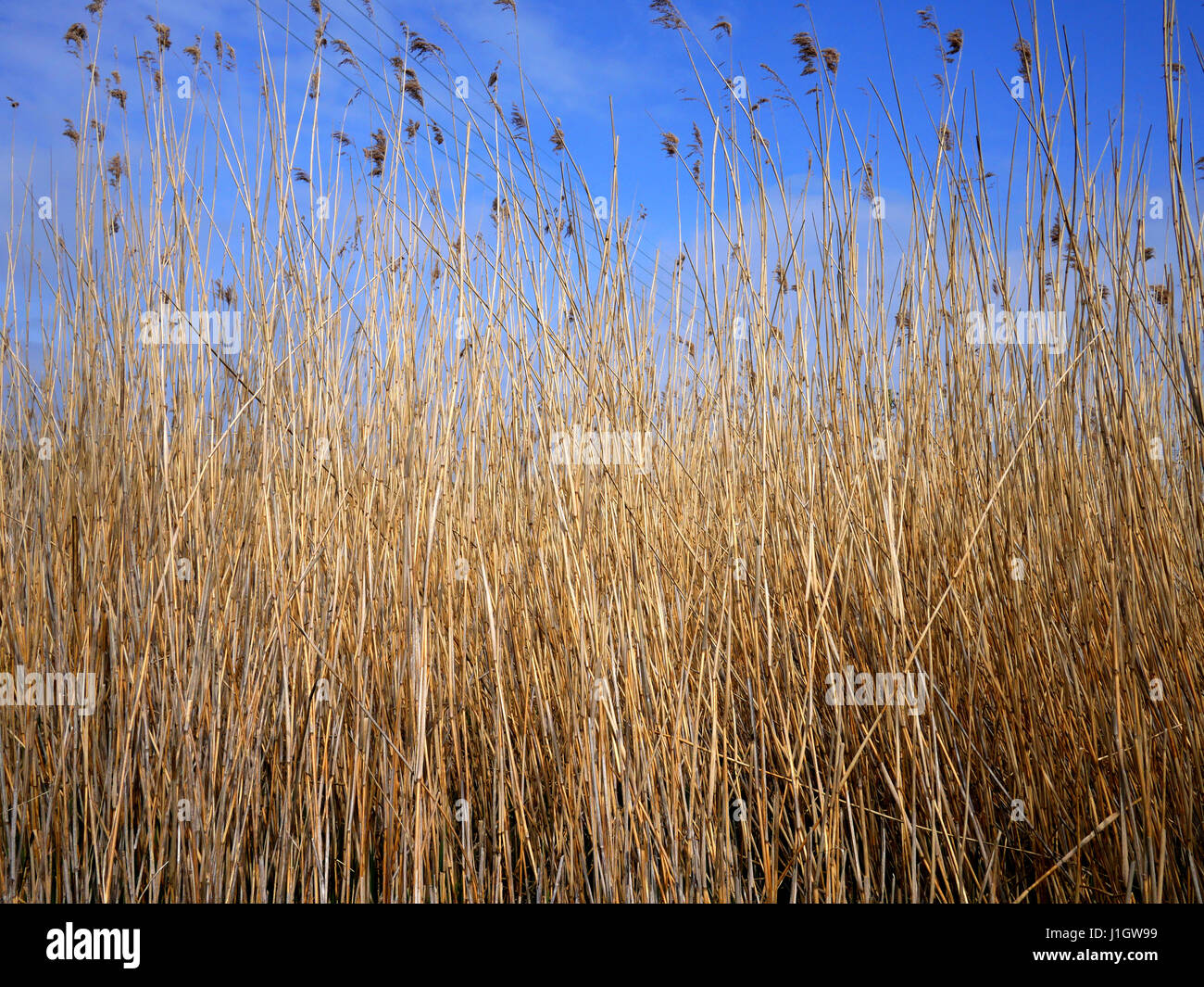 Reeds against a blue sky background Stock Photo